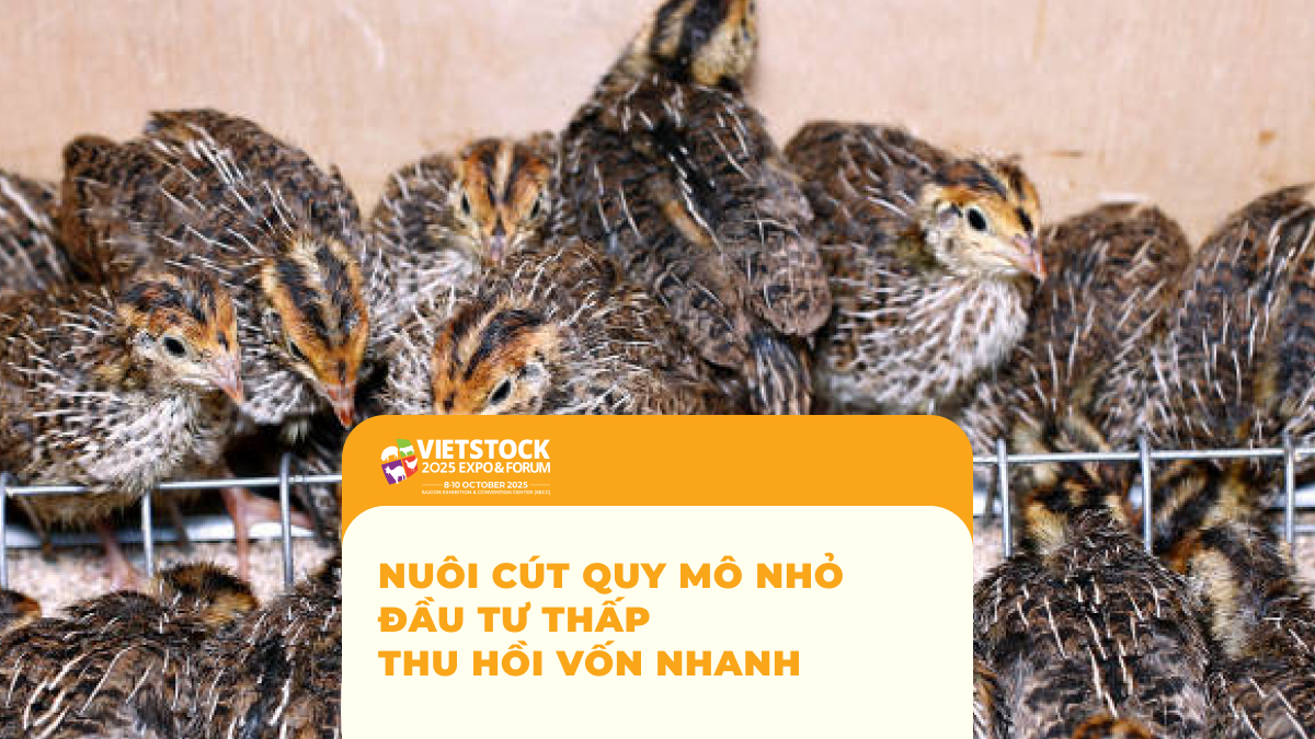 Nuôi Cút Quy Mô Nhỏ Đầu Tư Thấp Thu Hồi Vốn Nhanh